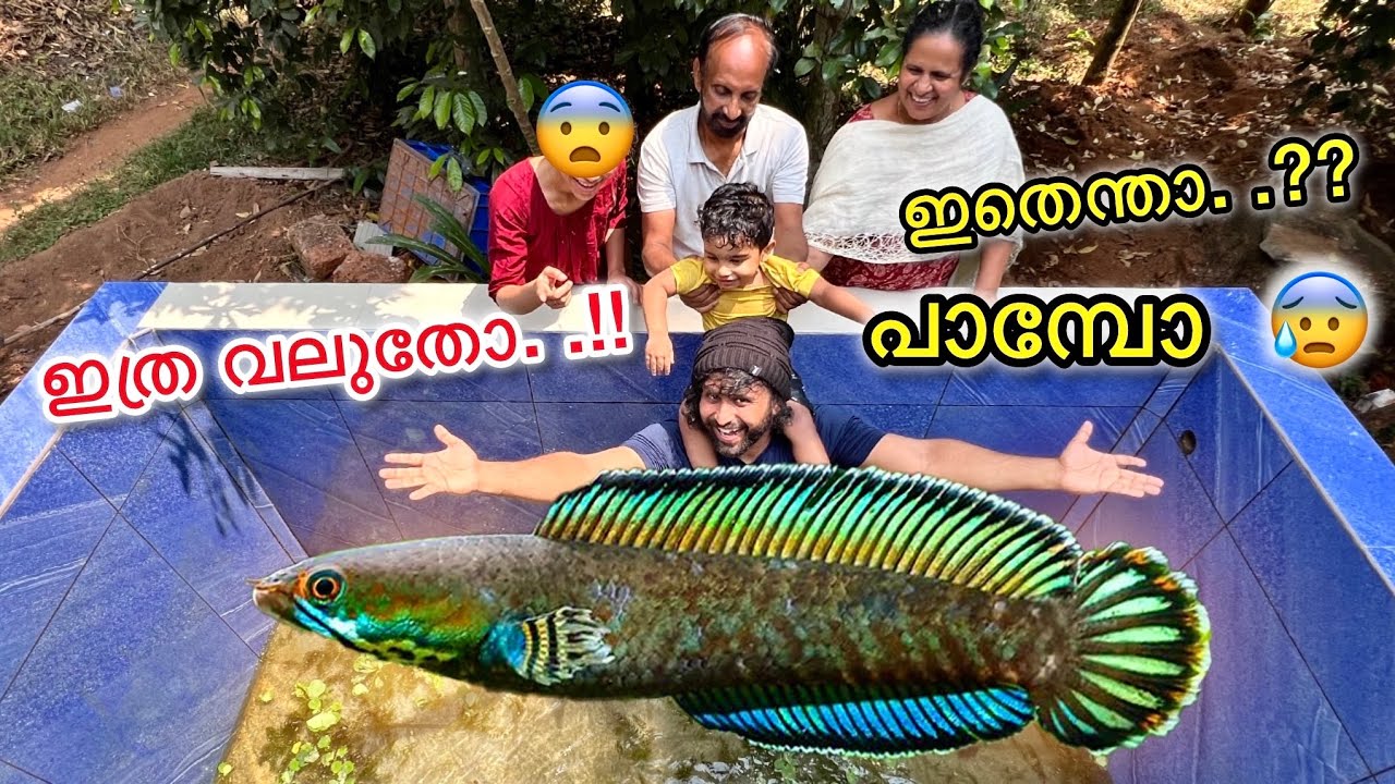 💥 തിളങ്ങുന്ന പാമ്പിൻ തലയുള്ള മീനിനെ വാങ്ങി..!! |Surprising Everyone With Glowing Monster Snake Fish