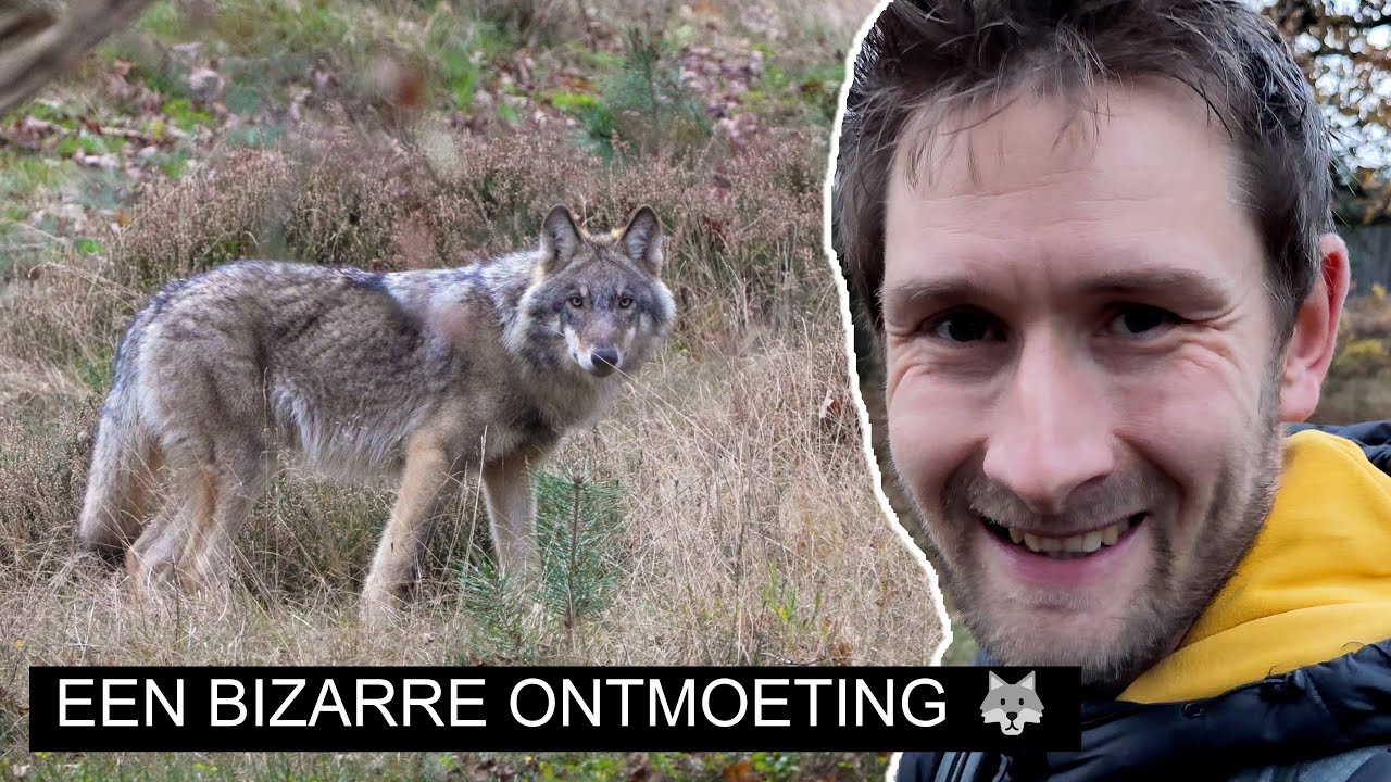 #346: Wolf op muizenjacht 🐺🐁| Sony A7 IV
