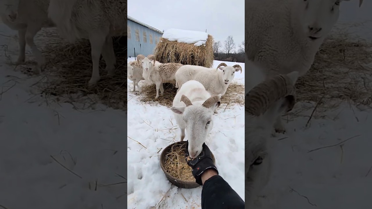 Let's Make PREGNANT SHEEP Food