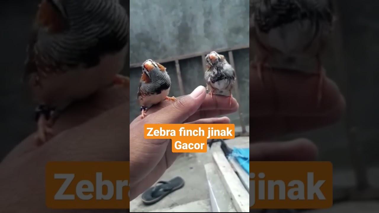 suara zebra finch gacor‼#kicaumania #viral #kicau #emprit #zebrafinch #fyp #masteran #fypシ