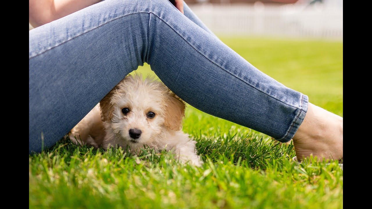 α波→θ波→δ波 活化腦部音樂 腦部大揭秘 激活大腦前頭葉!  腦內海馬體 智力UP 記憶力UP 深層睡眠 舒緩的聲波音樂[30分鐘]