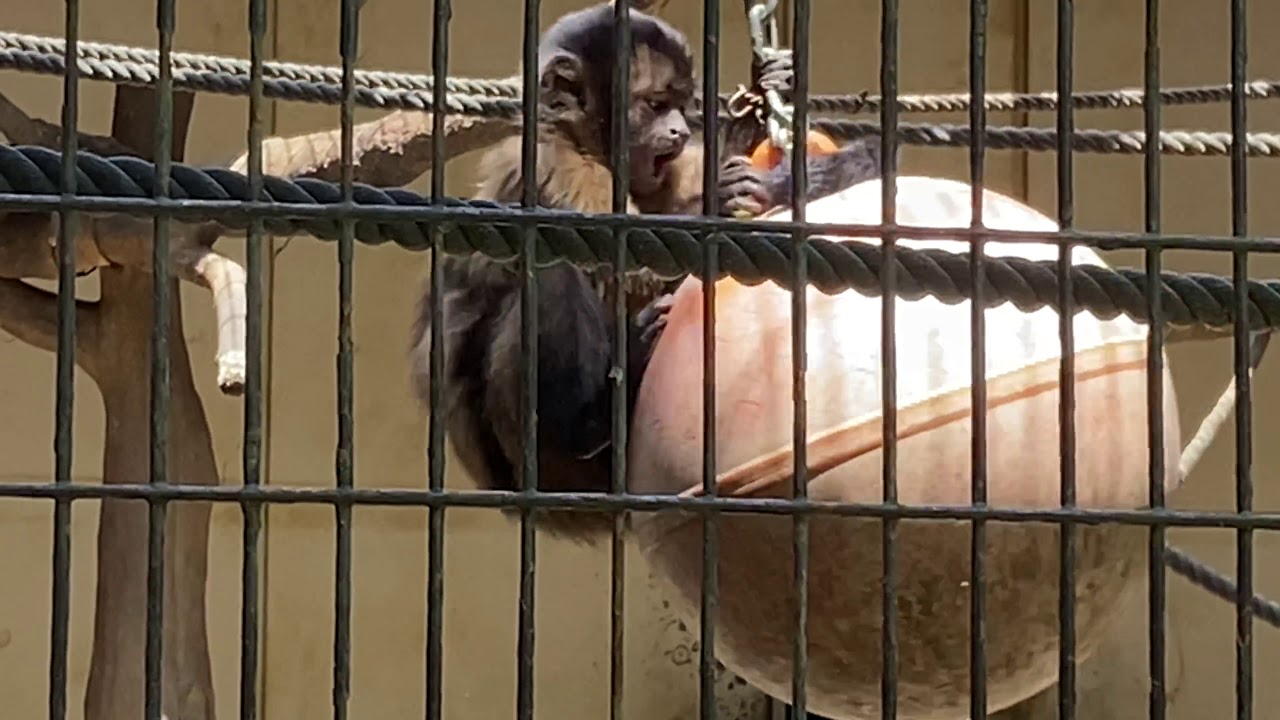 【フサオマキザル】鳴き声と動きながら食事タイム🌈とべ動物園　2020年5月29日