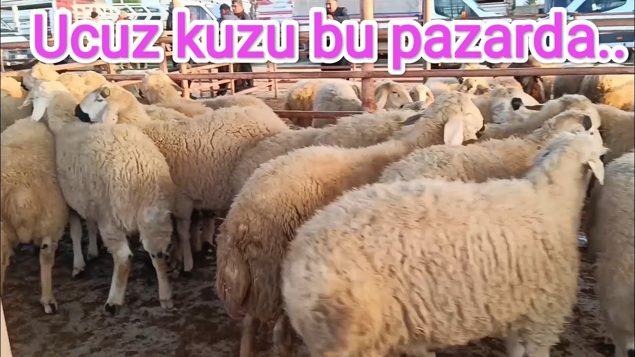 Kadirli canlı hayvan pazarı.. bayrama özel..