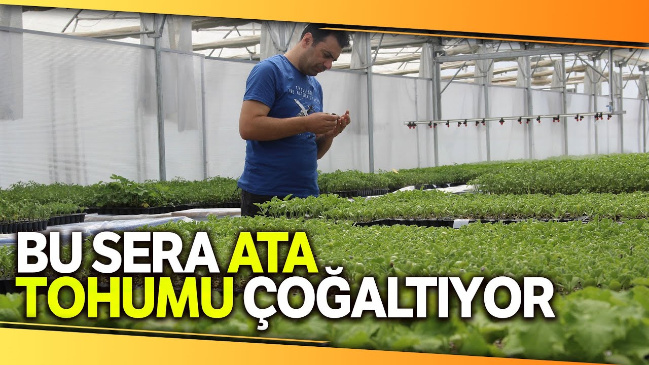 Bu Sera Hem Öğretiyor, Hem de Ata Tohumu Çoğaltıyor