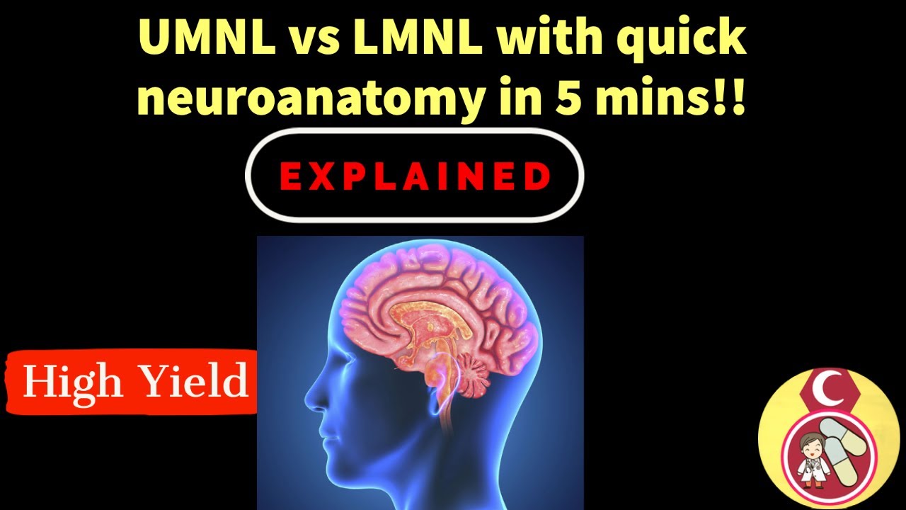 UMNL vs LMNL with quick neuroanatomy - شرح بالعربي في خمسة دقايق