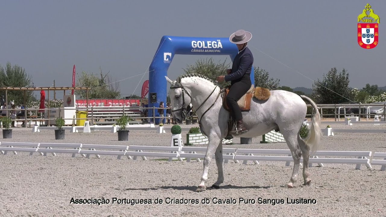 210813 CNET Manhã Dressage