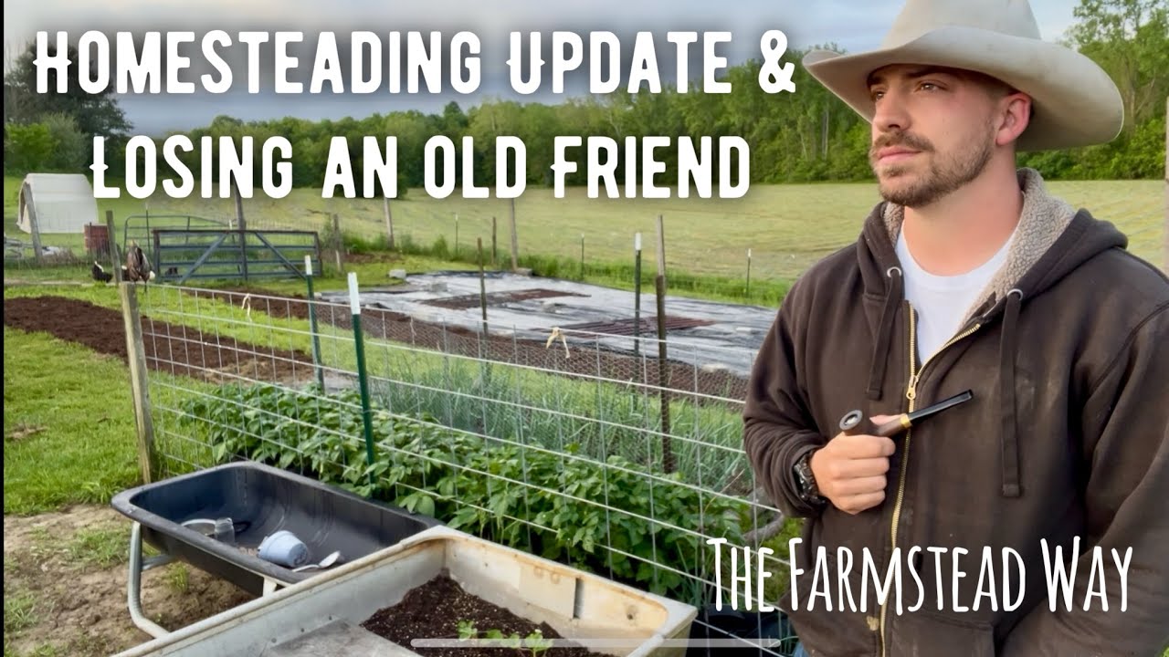 Homesteading Update & Losing an Old Friend