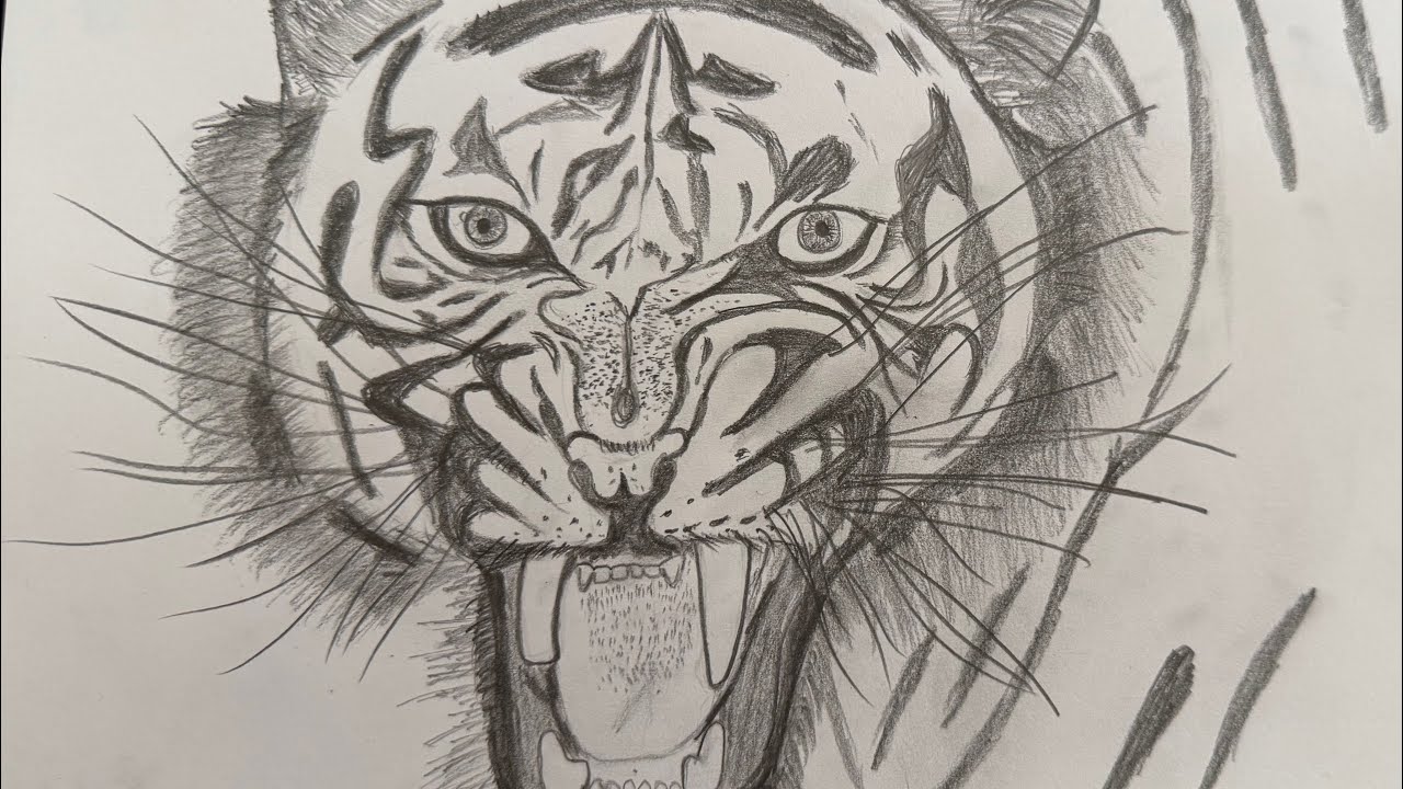 Tiger Pencil Drawing | Realistic Roaring Tiger Sketch