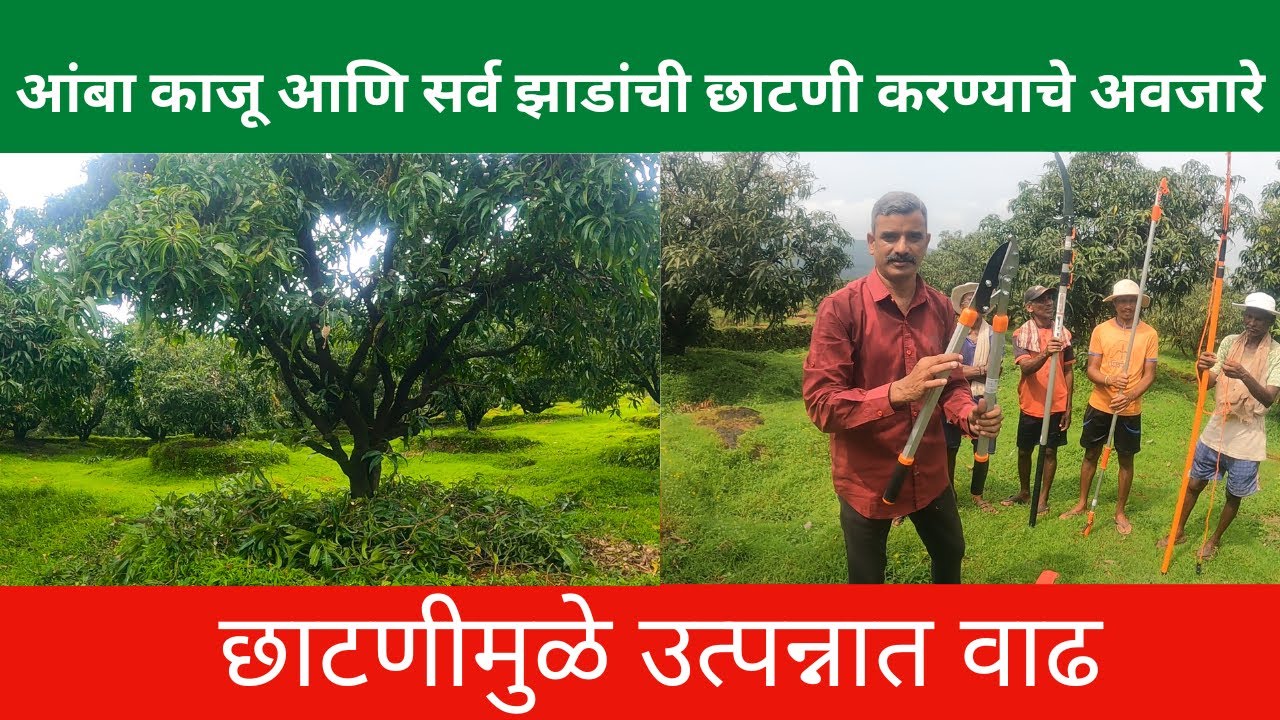 आंबा काजू आणि सर्व झाडांची छाटणी करण्याचे अवजारे| छाटणीमुळे उत्पन्नात वाढ | pruning farming |kokan