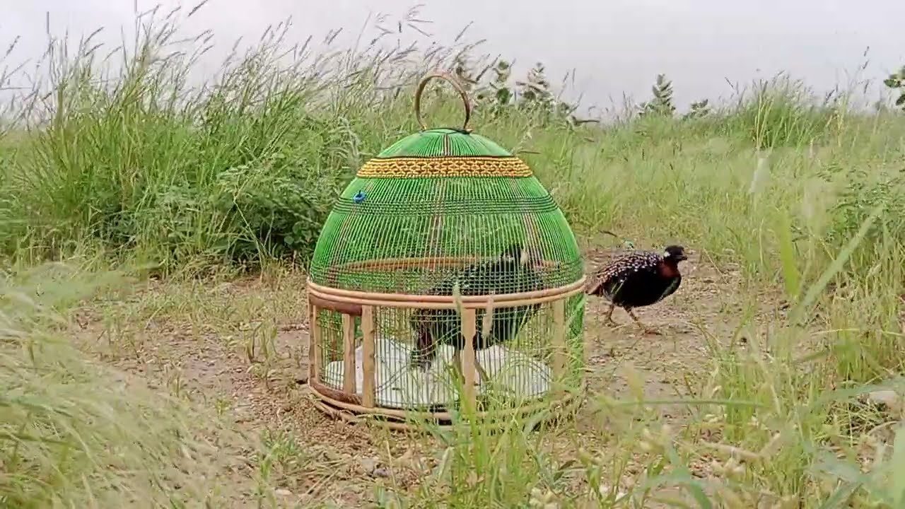 kala teeter full masti black Pigeon #kala #teeter ki awaz