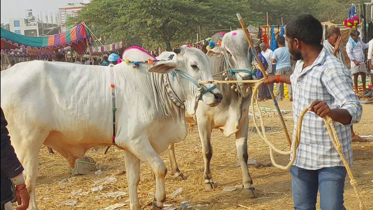 Pebbair Bulls market in Telangana | Oxen prices | Ongole Bulls || Oxen prices &lrm;@purnafarms&nbsp;
