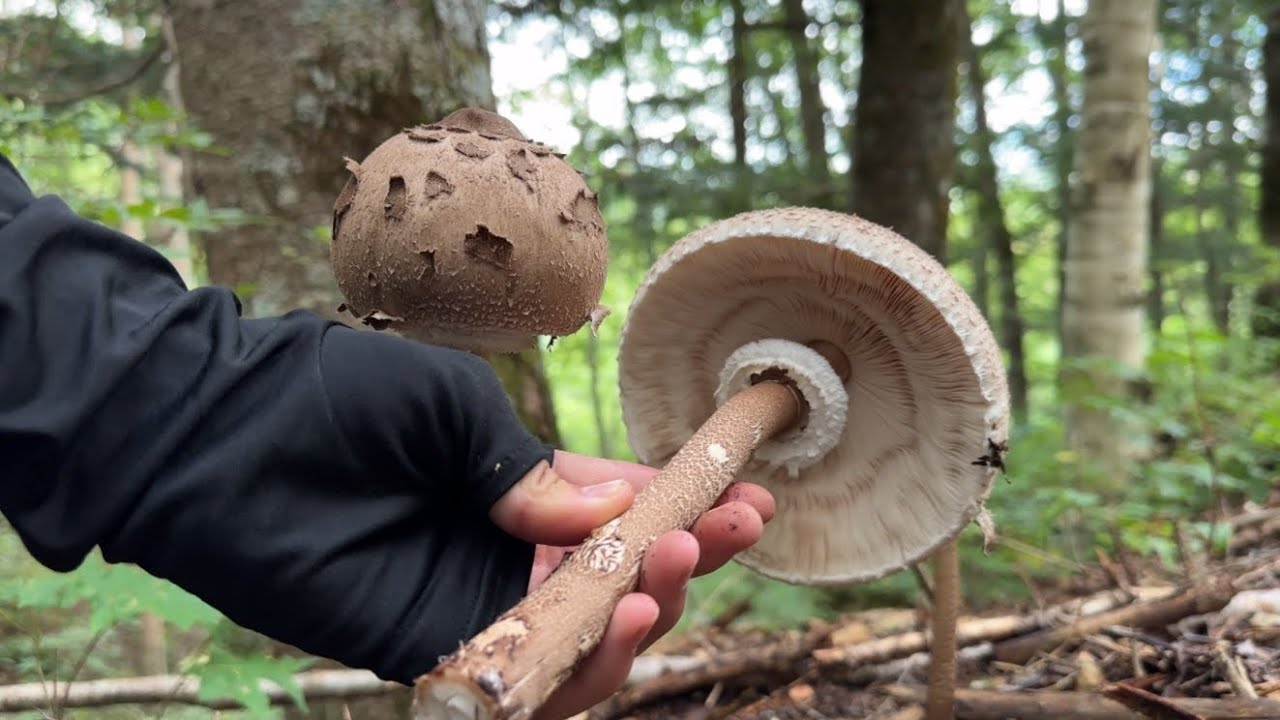 きのこ狩りで見つけたデカいカラカサタケをフライにして食べる　ナラタケモドキやキアシヤマドリタケも(案件)
