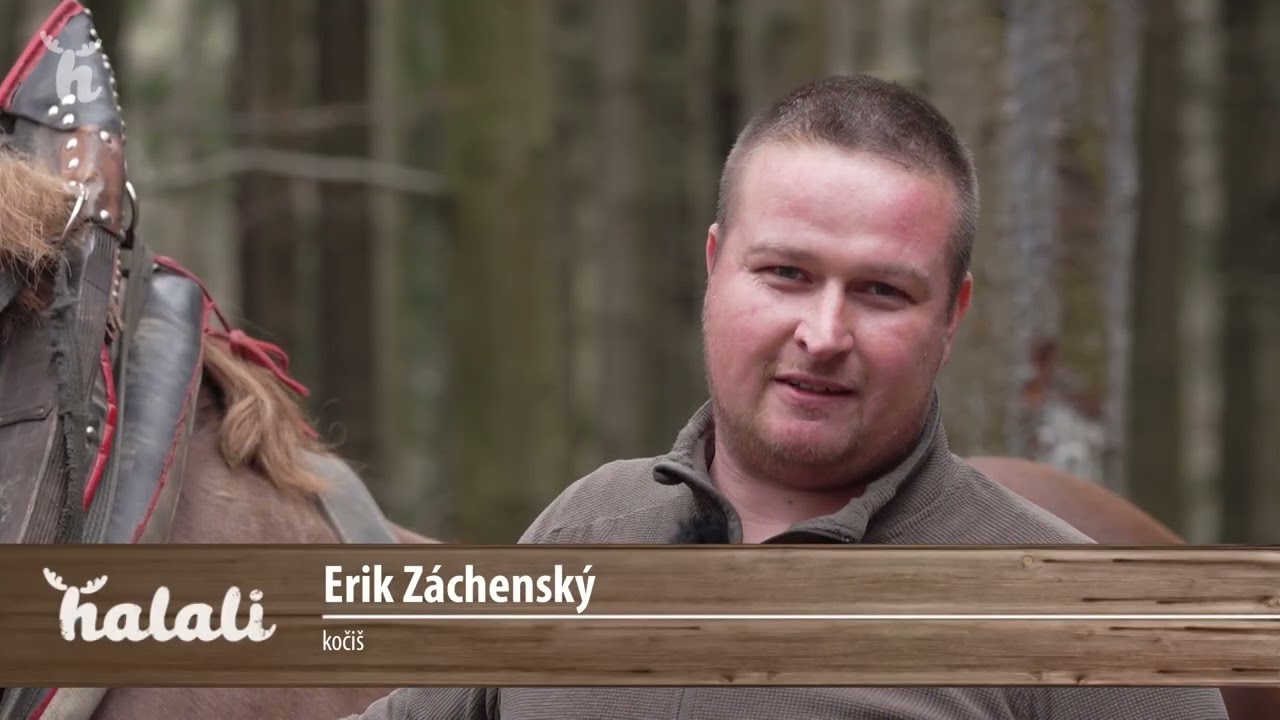 Aktivity VLM SR š.p. - Využívania koní a harvestorov pri spracovaní kalamity