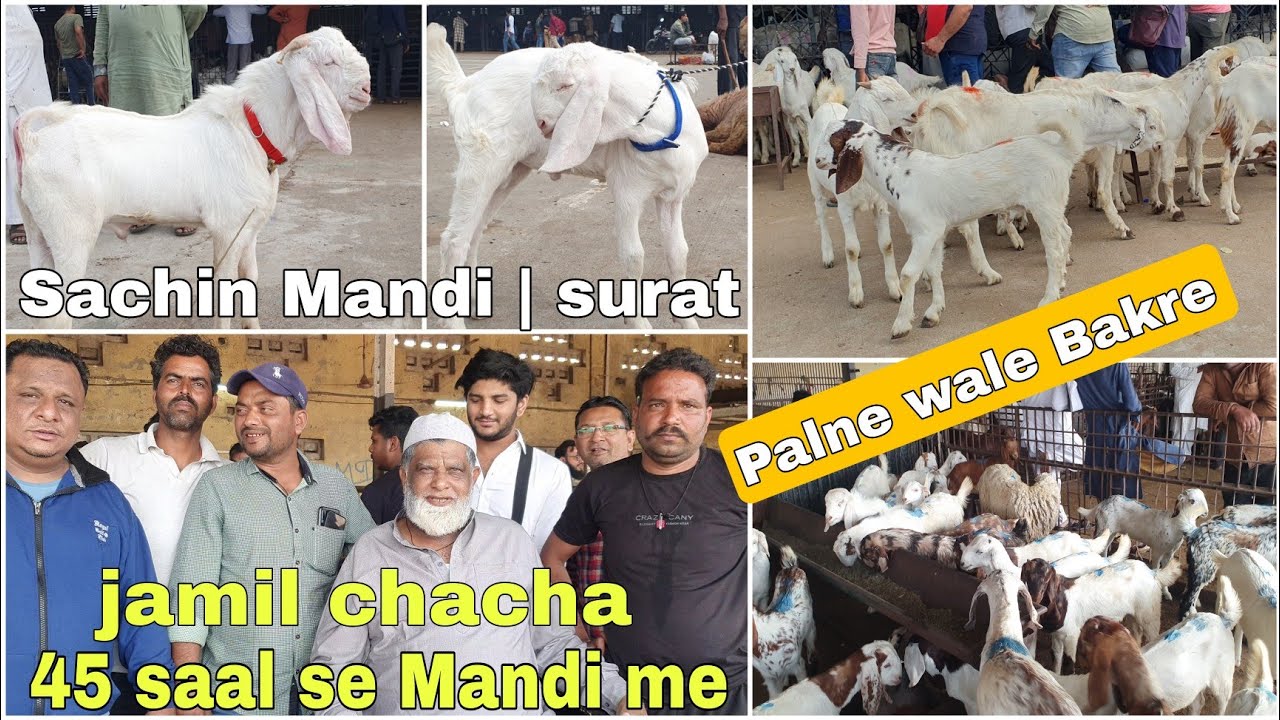 SURAT SACHIN MANDI ME AAYE PALNE VALE BAKRE  | 12-01-23 UPDATE