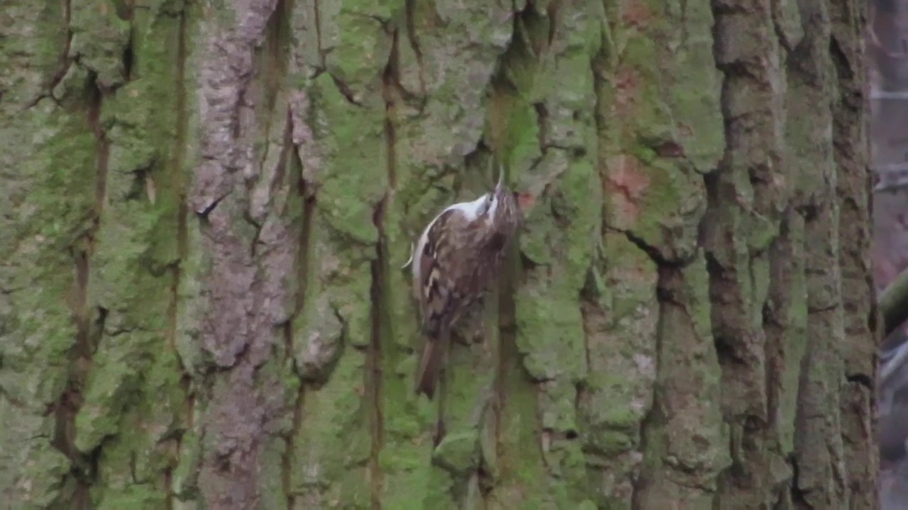 Pełzacz  / ptasi poranek  11.12.2019