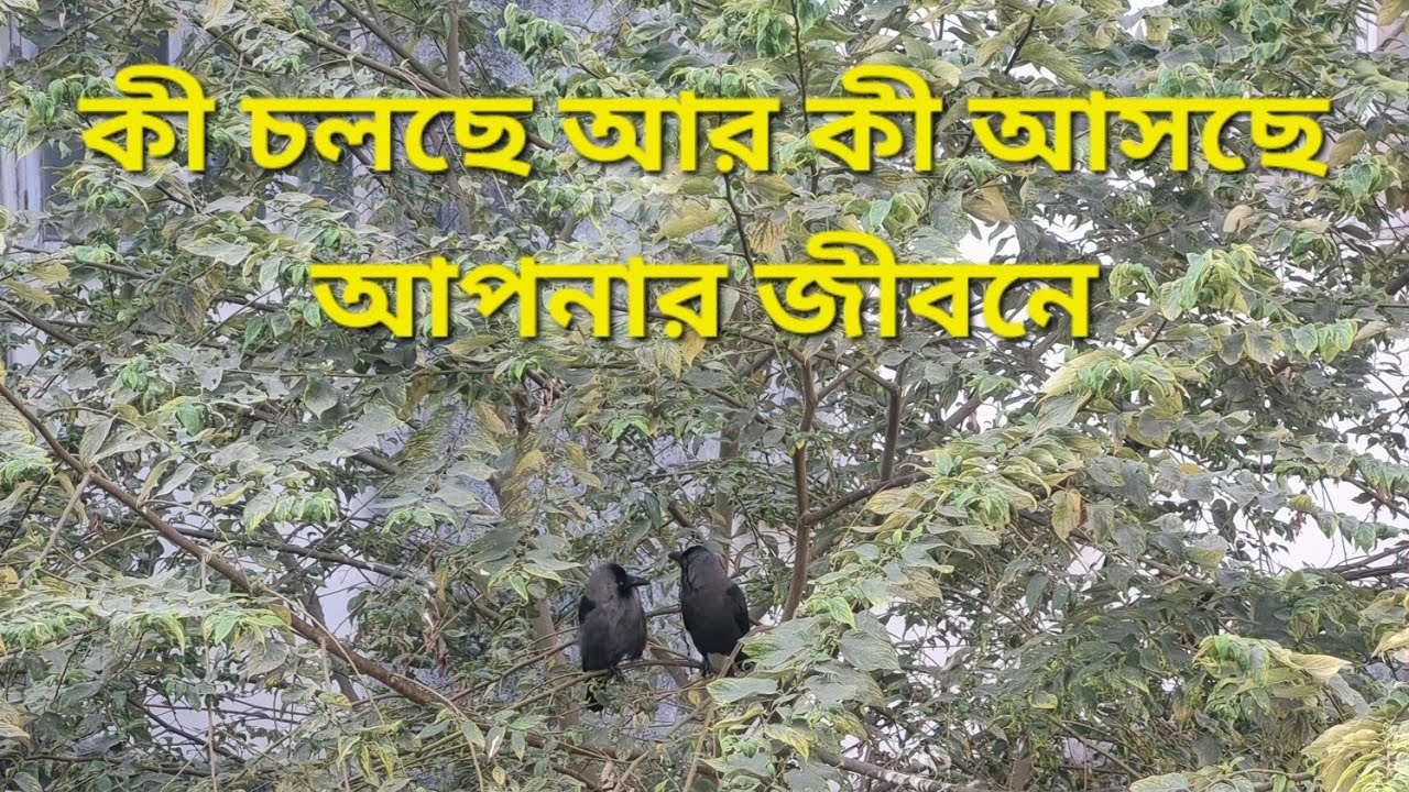 Collective Reading...কী চলছে আর কী আসছে আগামীতে..#banglatarot #collectivereading #collectivetarot 