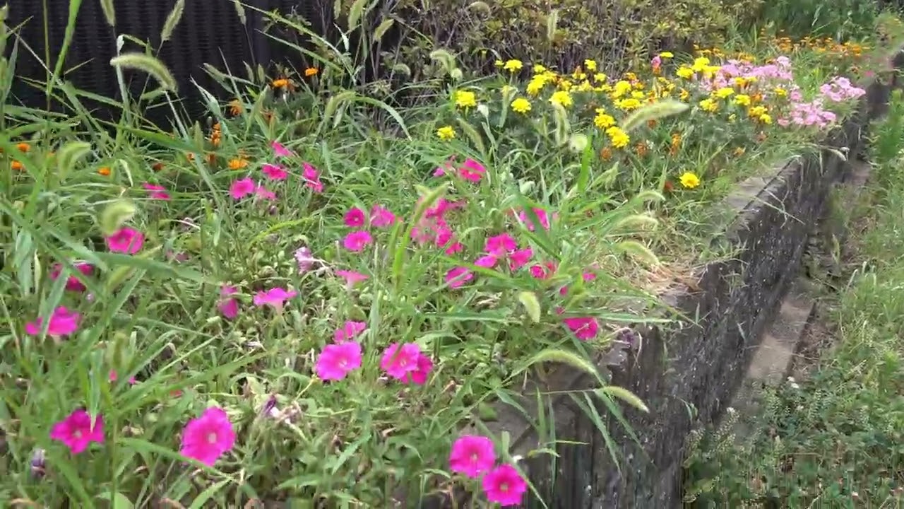 全国花のある風景　千代田町公園　高槻市