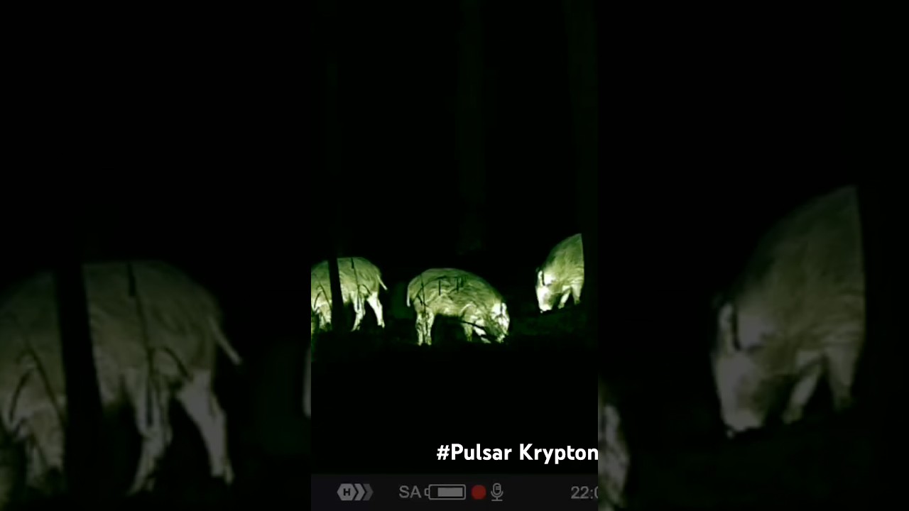 Wild Boars at Night &ndash; Pulsar Krypton 2 FXQ50 #thermal  #WildBoars #NightVision #WildlifeObservation