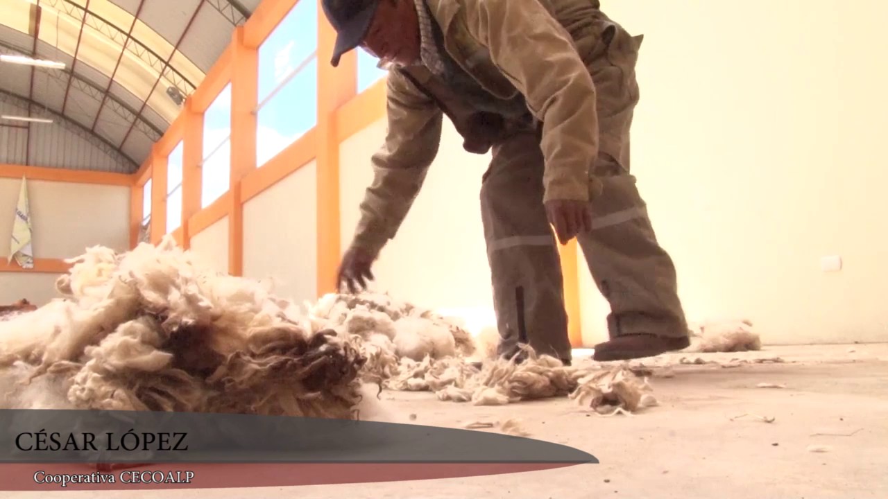 SELECCIÓN DE FIBRA DE ALPACA EN JULIACA - COOPERATIVA CECOALP