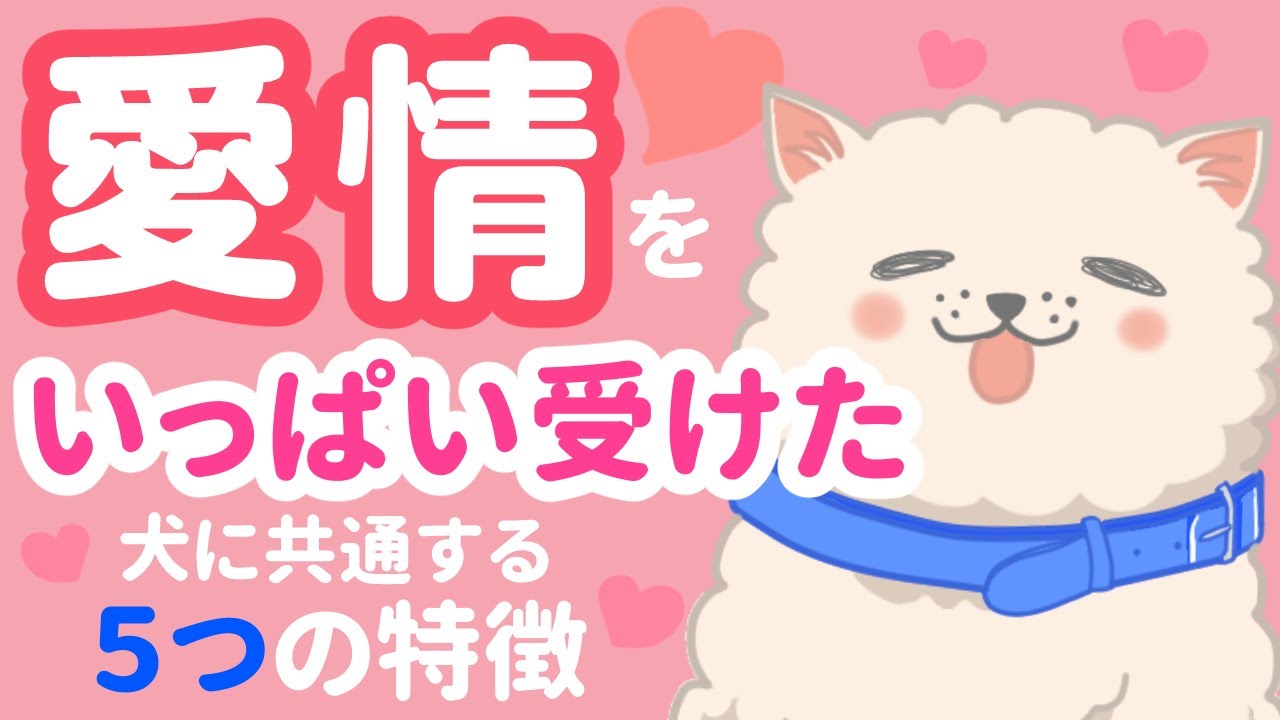 飼い主の愛情をいっぱい受けた犬に共通する5つの特徴