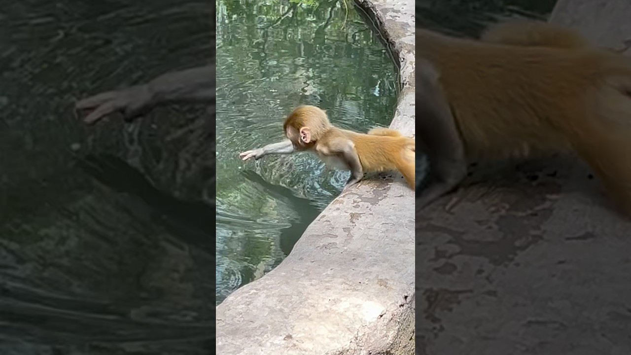 &ldquo;Baby Monkey Tries to Catch Water! 🐒💧 So Adorable!&rdquo; #shorts