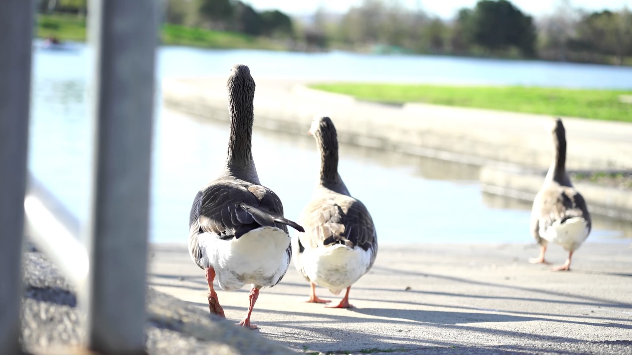 Natural Documentary video : Spring Season