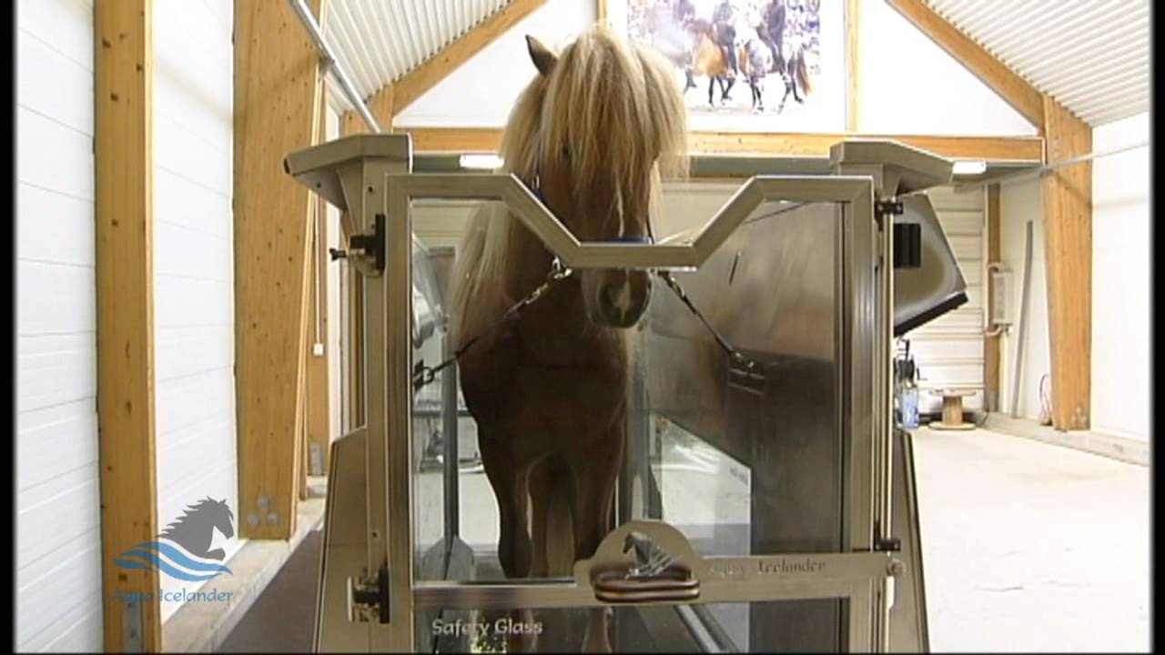 Aqua Horse Trainer, Aqua-Icelander  Water Trainer