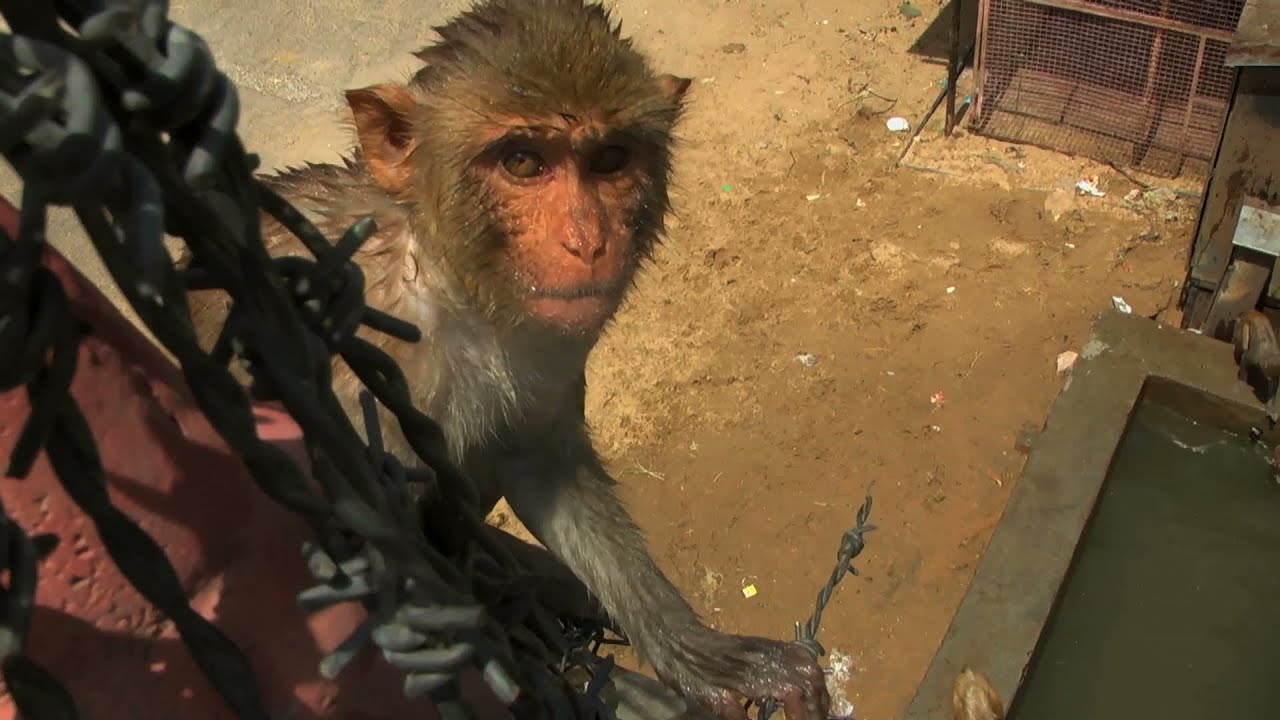 Dive-bombing macaques - Monkey Planet: Preview - BBC
