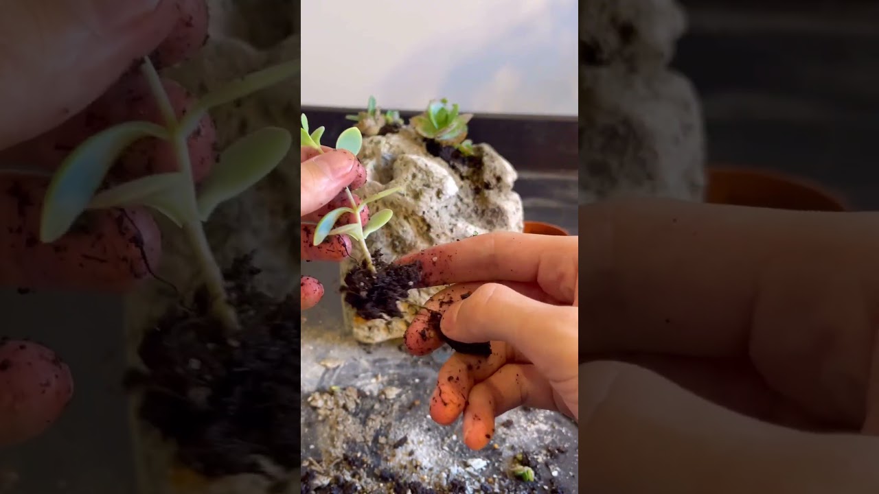 Planting Succulent Plants on a Rock For A Stunning Display (Houseplant Experiment)