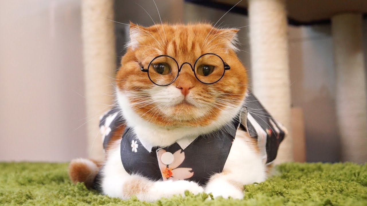 Прикольные коты в костюмах! В честь праздника Чхусока!