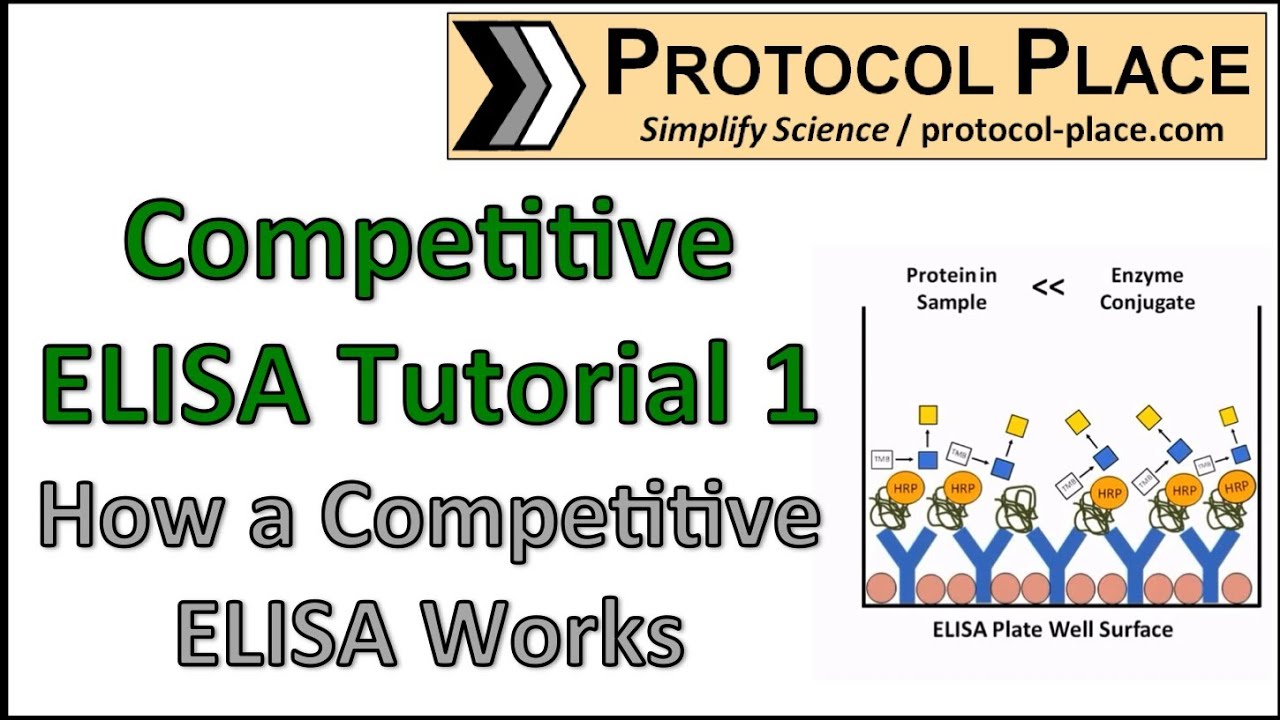 Competitive ELISA Tutorial 1: How a Competitive ELISA Works