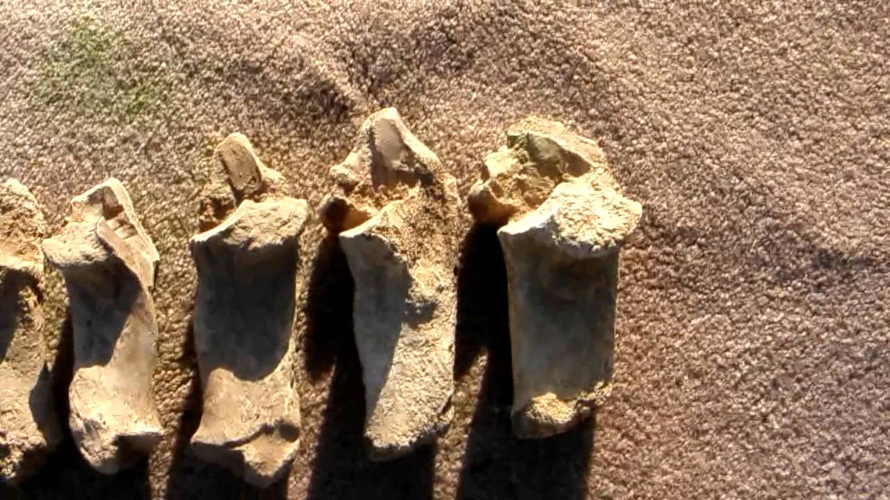 Palaeolithic Bone Tools archaeology Very rare c600-800,000 years old.