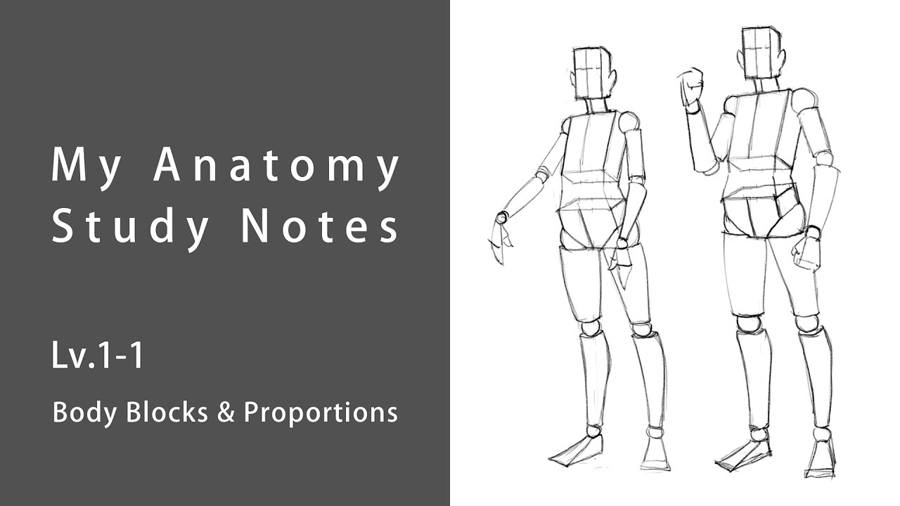 Anatomy Study Notes Lv.1-1 | How I Learn to Draw the Human Body by Myself