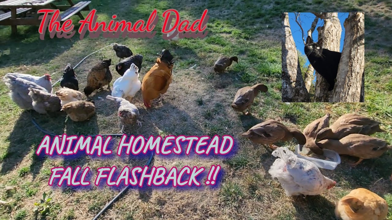 Homestead ANIMAL Vlog - Flashback To Fall #Homestead #Chickens #Cats #Ducks #SnappingTurtle