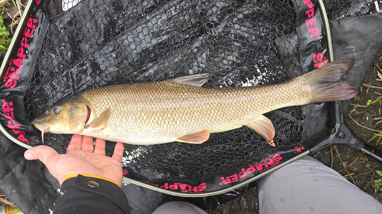Tiny Stream Barbel