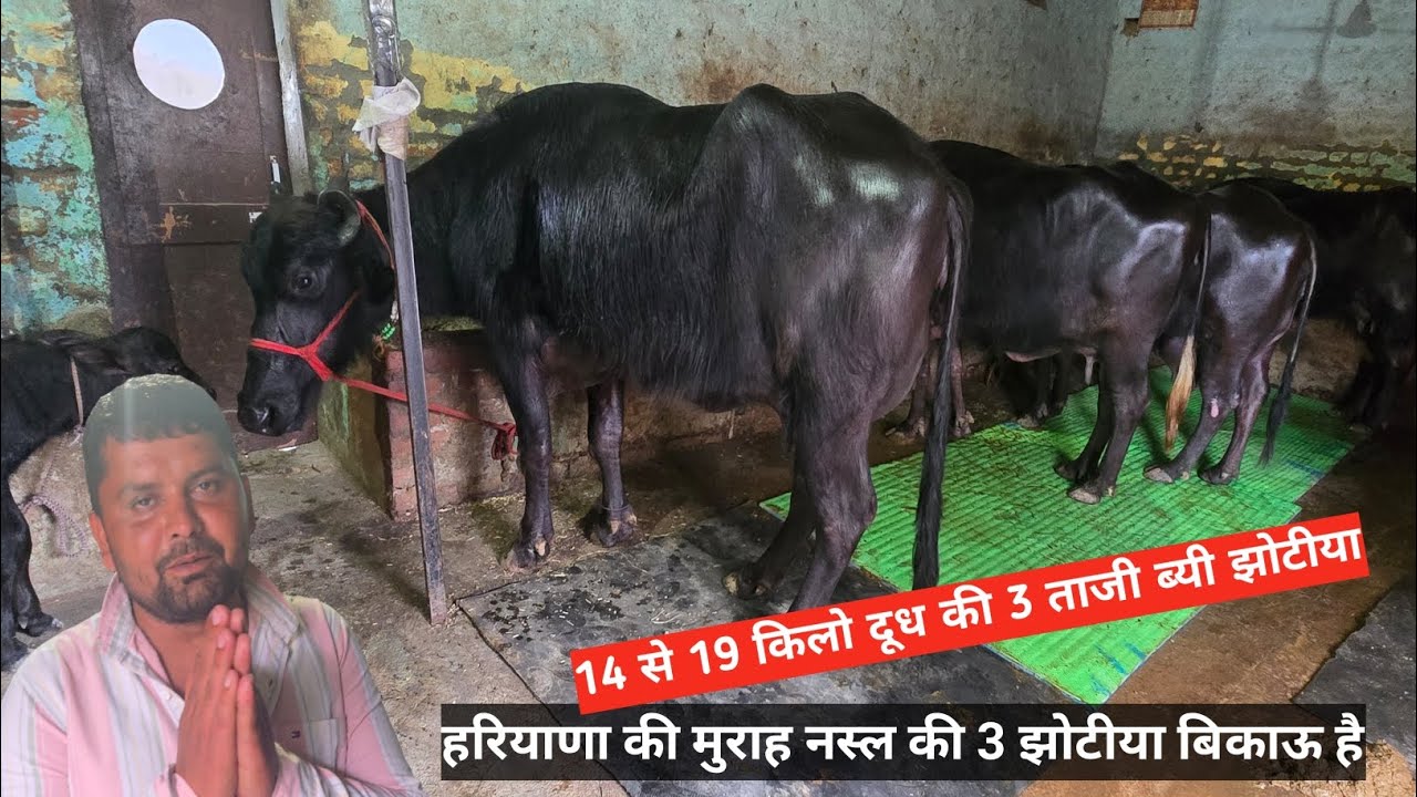 हरियाणा की मुराह नस्ल की 3 झोटीया 🫴14से19 किलो दूध की ताजी ब्यी झोटीया बिकाऊ है