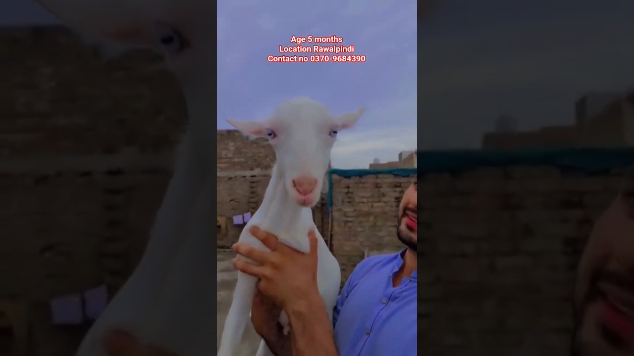 Tedda Bakra for sale #tedda #bakra #qurbanicollection #bakramandi