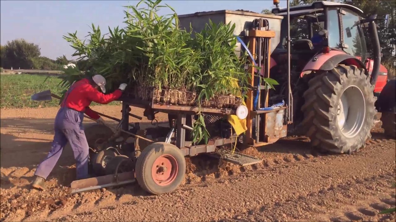 Piantumazione meccanica Bambuseto da 29 ettari