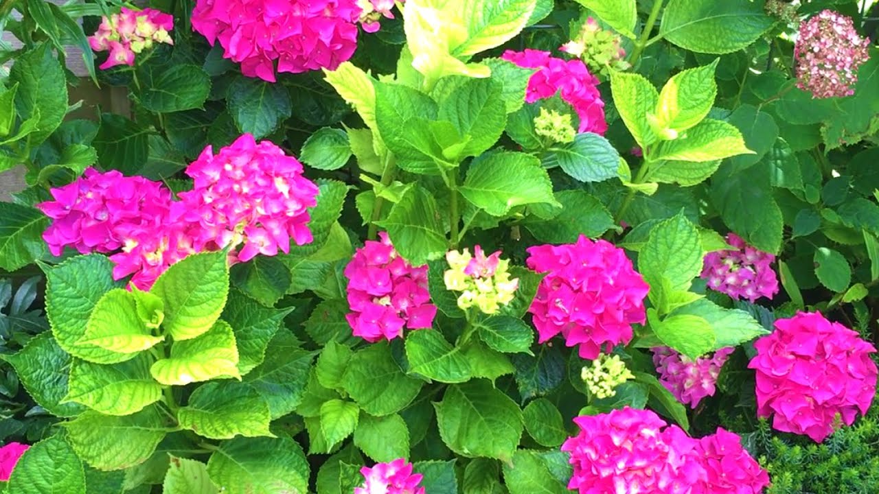 Hortensia snoeien, verzorgen en verjongingssnoei