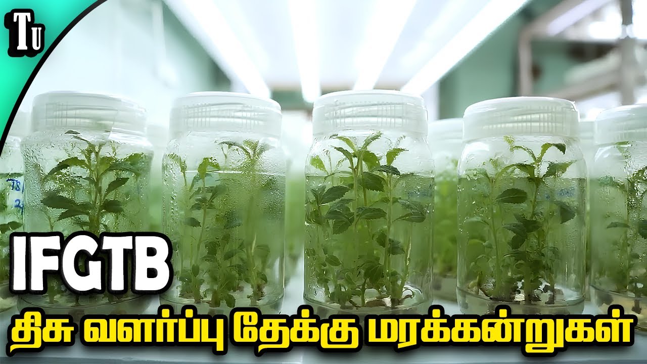 திசு வளர்ப்பு  தேக்கு மரம் - Teak farming
