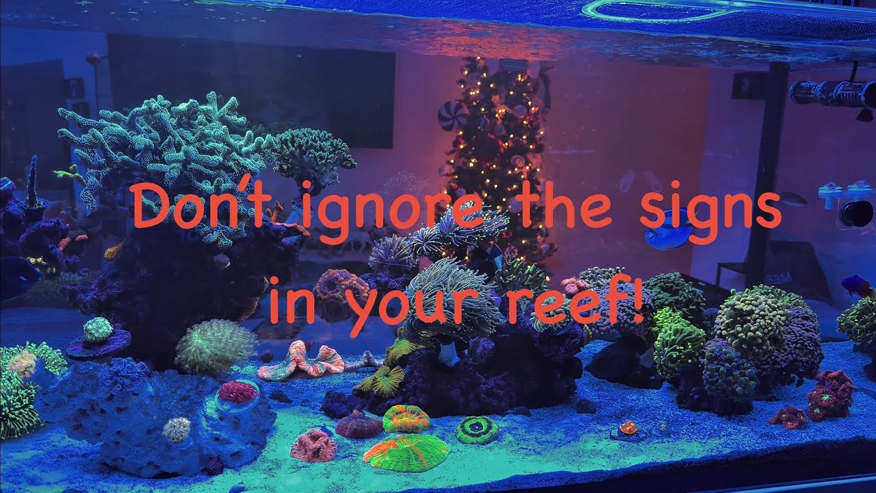 Time is of the essence in your reef.