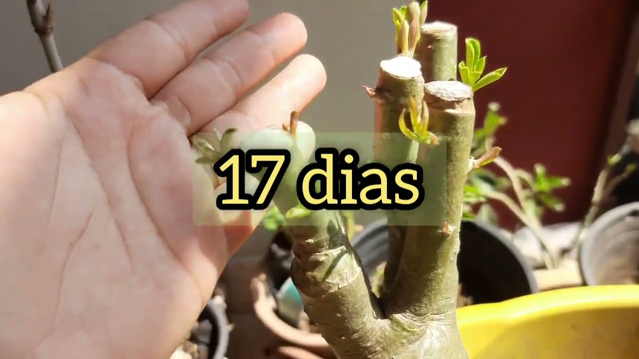 DEU RUIM😭 QUANDO A PODA DA ROSA DO DESERTO NÃO DÁ CERTOOOO