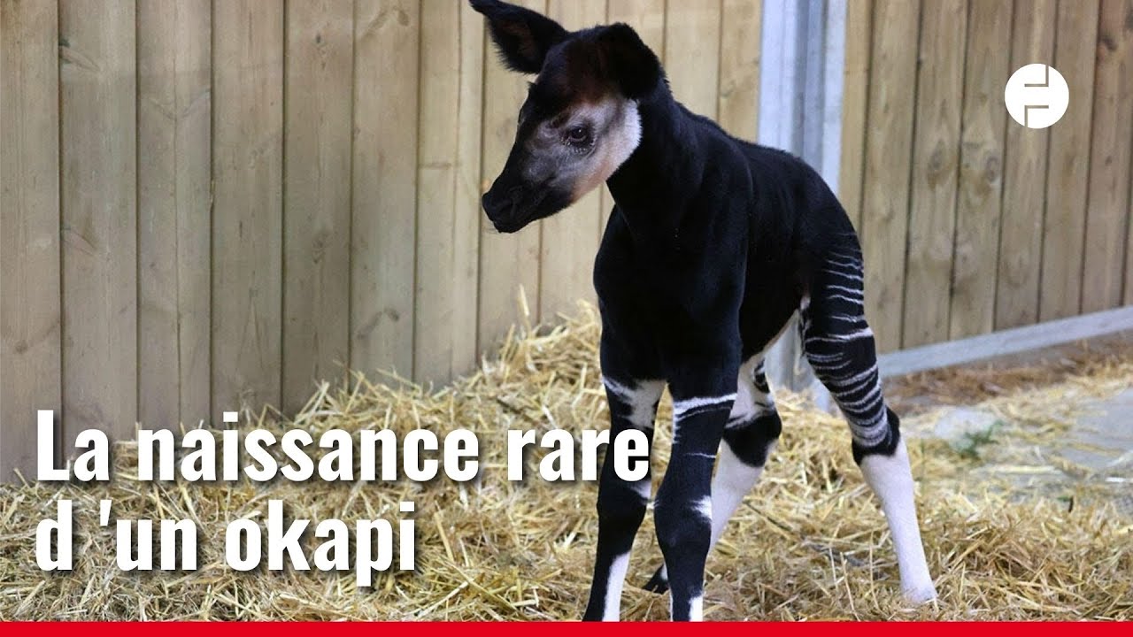 Pour la première fois de son histoire, un bébé okapi naît au Bioparc de Doué-la-Fontaine