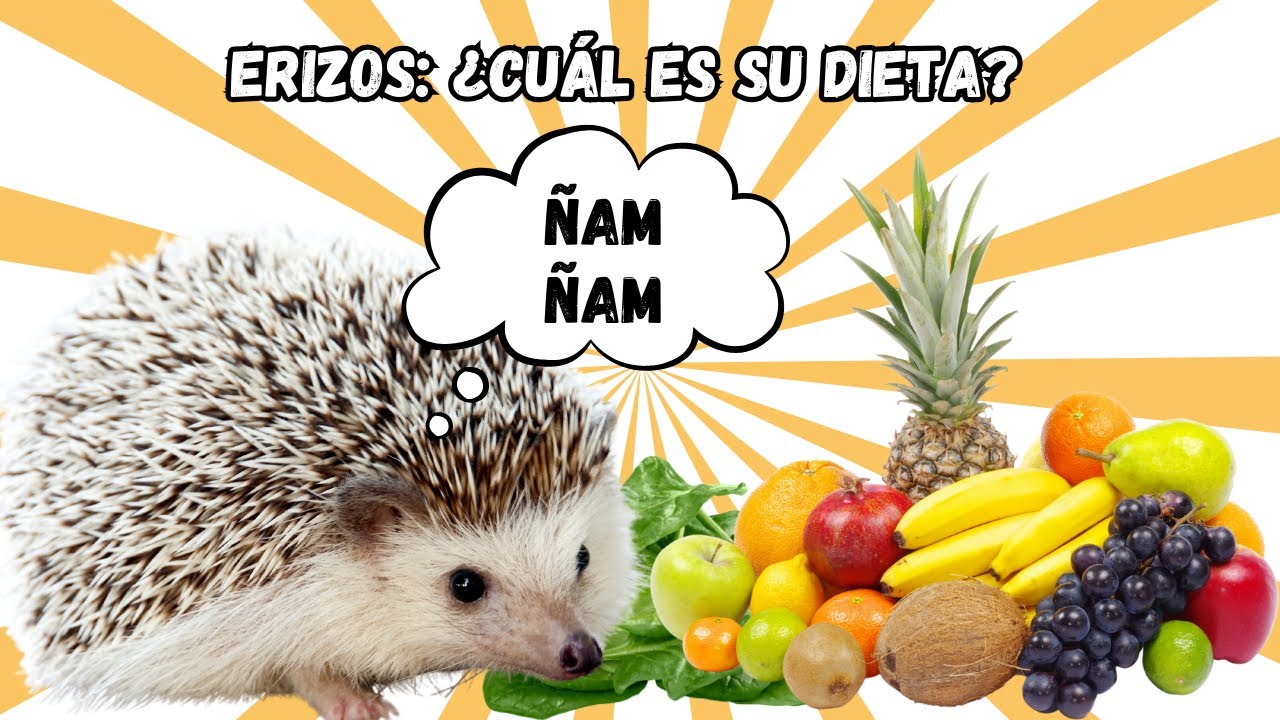 ¿Qué comen los erizos? 🦔🍎🥕 Guía completa