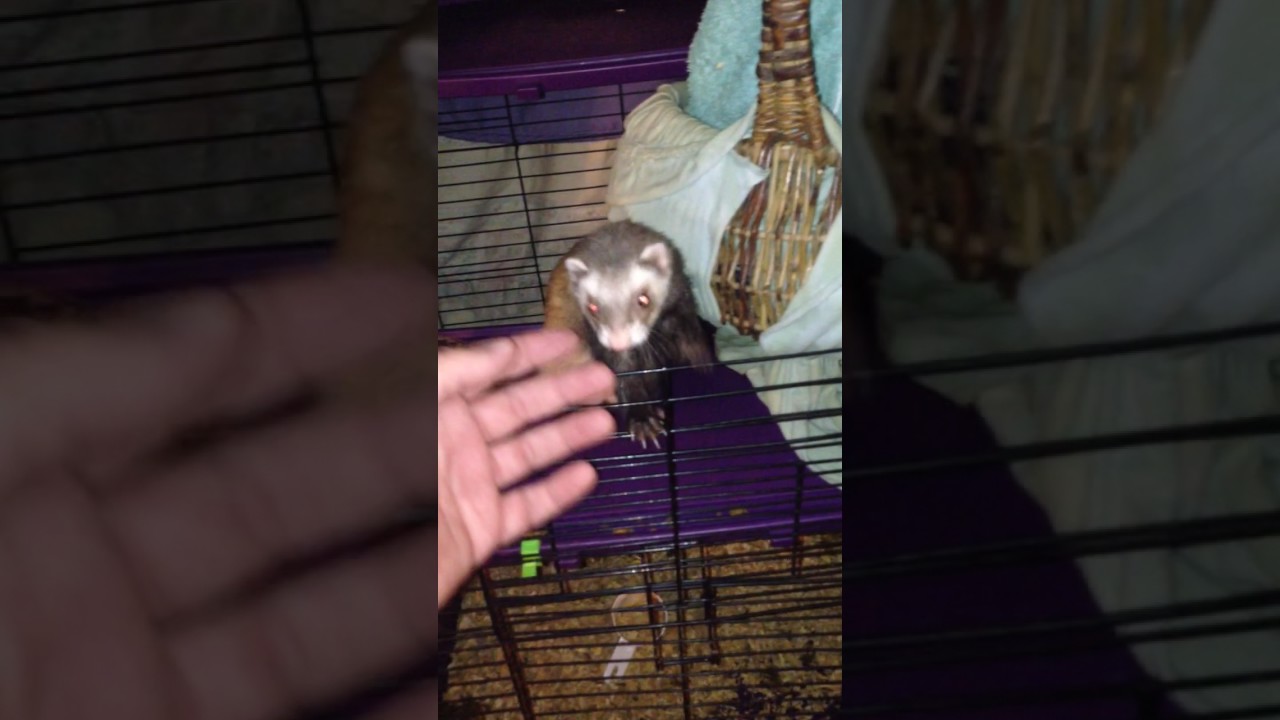 balding ferret getting her fur back (darkness a cure for adrenal disease?  perhaps )