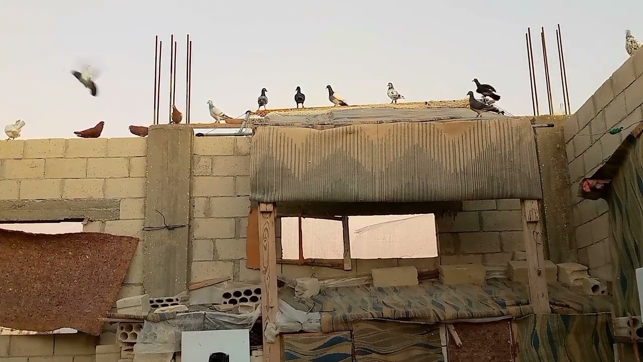 صيد اليوم حبه