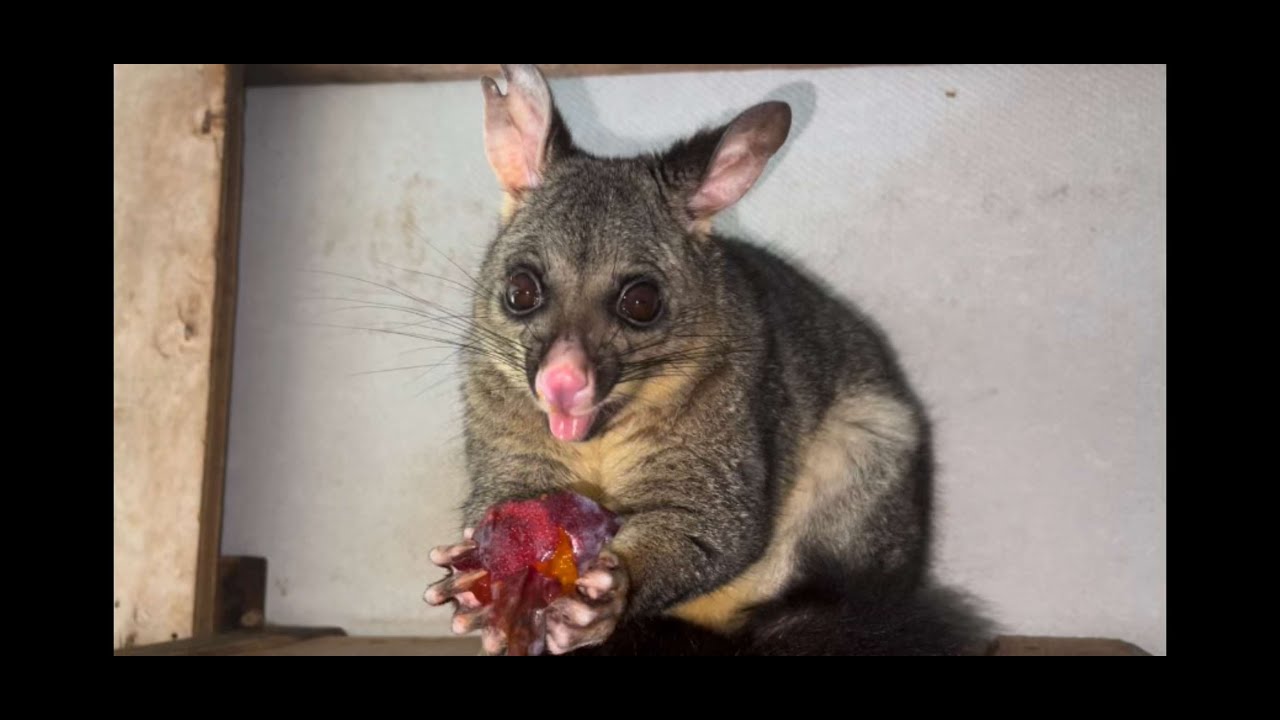 ASMR Possum eating a plum