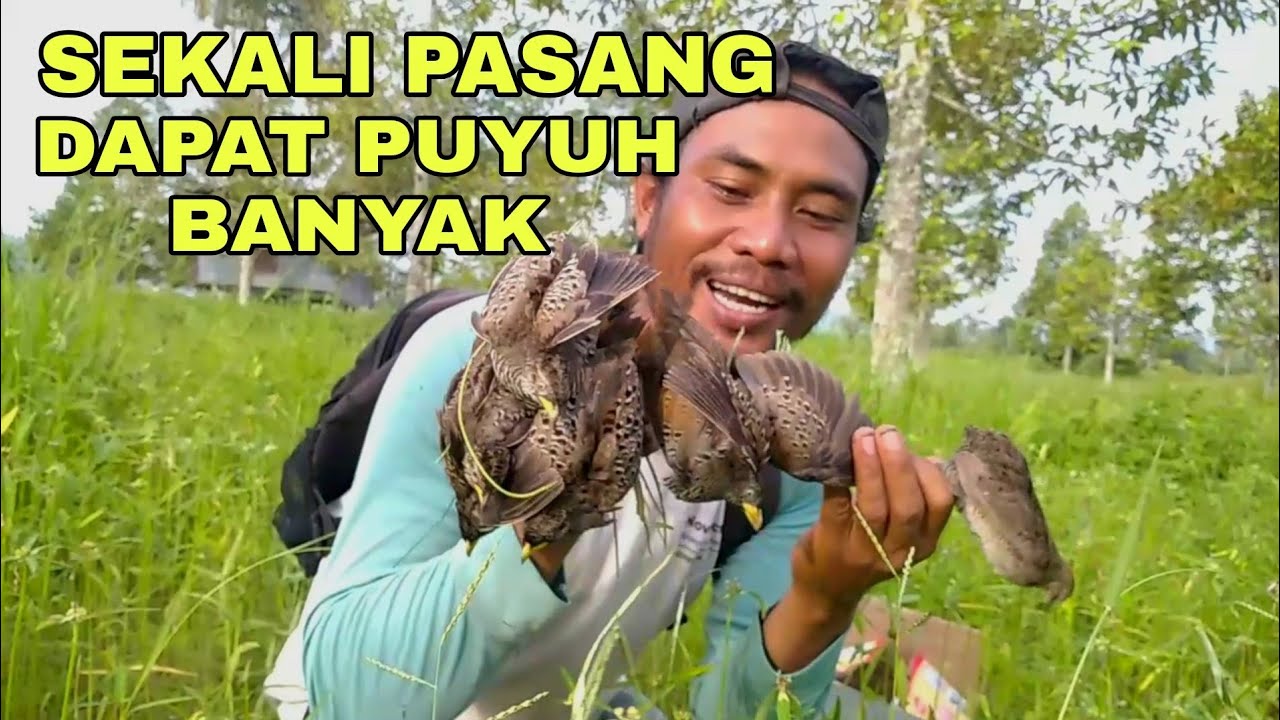 JERAT PENTAL BURUNG PUYUH SEKALI PASANG HASIL MEMUASKAN