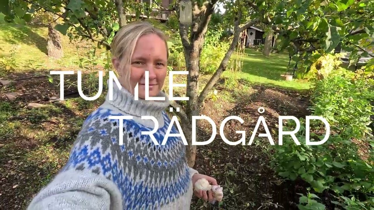 🧄🌱Odla vitlök i trädgården eller pallkrage - Så här enkelt är det att odla vitlök hemma🧄🌱
