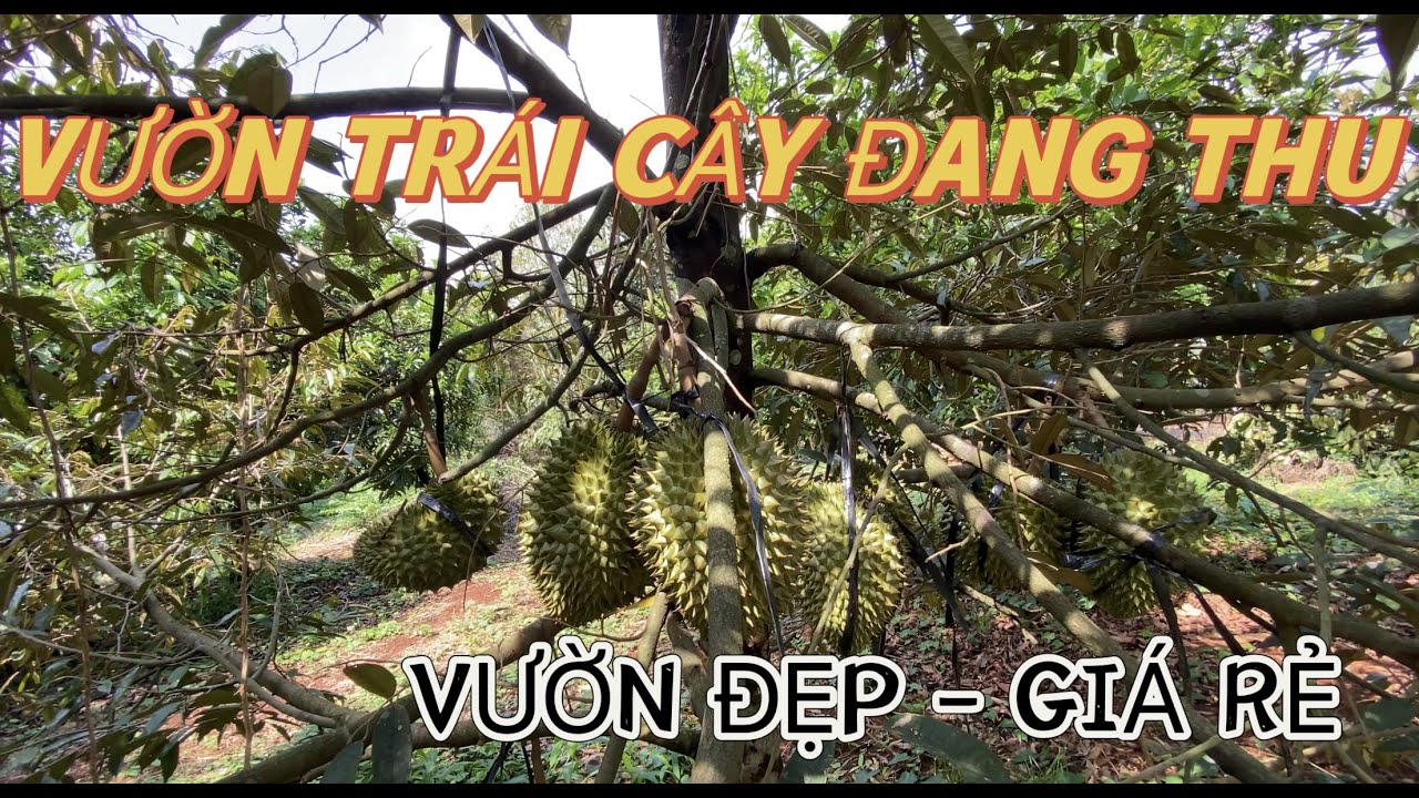 NỢ NGÂN HÀNG KHÔNG ĐỦ TRẢ TIỀN LÃI PHẢI GIẢM GIÁ BÁN MÃNH VƯỜN TRÁI CÂY ĐANG THU XÃ BÀU CHINH